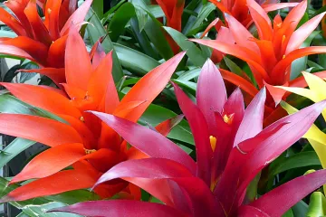 Bromelia sobna biljka - sobna biljka jarkih boja