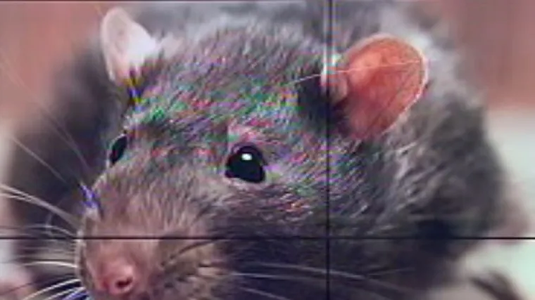 Stanovnici riječkog Zameta uznemireni desecima štakora na cesti: kako su se ondje našli?