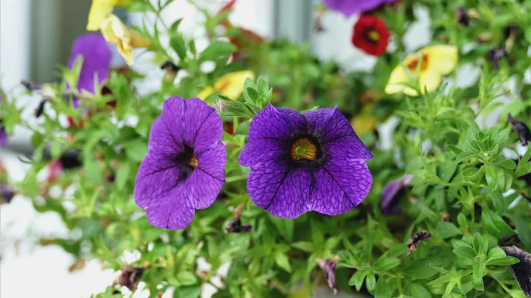 Zimsko balkonsko cvijeće: najljepše biljke otporne na hladnoću