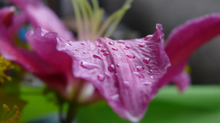Trajnice za balkon: najljepše biljke za držanje na balkonu