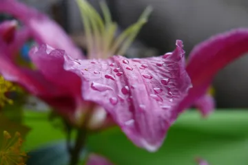 Trajnice za balkon: najljepše biljke za držanje na balkonu