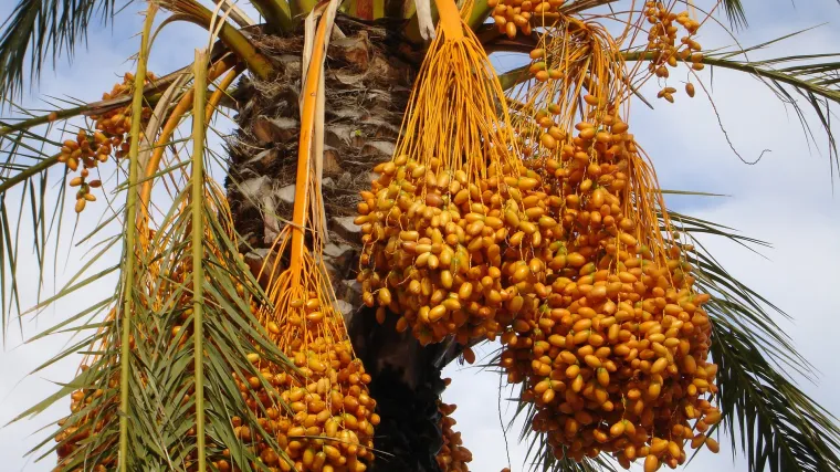 Datulje sadnja - kako se sade datulje?