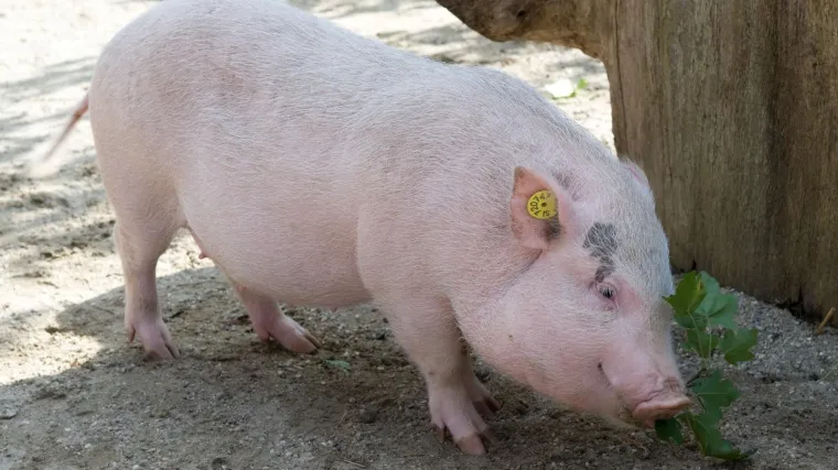 Patuljasta svinja kao kućni ljubimac: nećete joj moći odoljeti