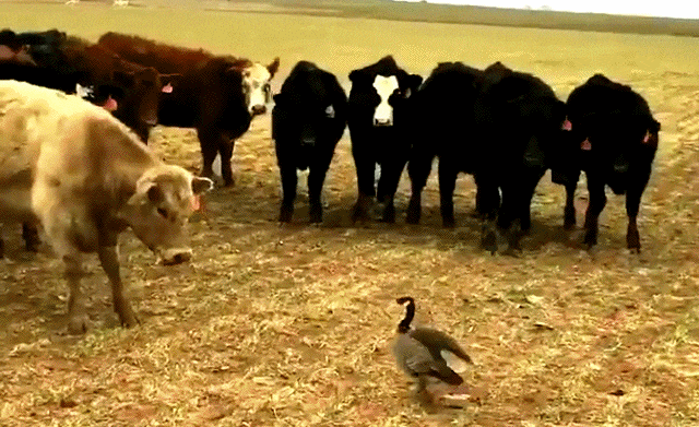 Tko se s rogatim bode...