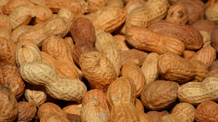 Kikiriki uzgoj: saznajte kako se uzgaja kikiriki