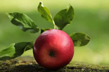 Idared jabuka: saznajte sve o sorti Idared