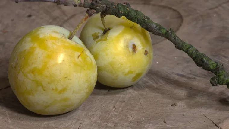 Žuta &scaron;ljiva: voće koje pomaže pri mr&scaron;avljenju i detoksikaciji