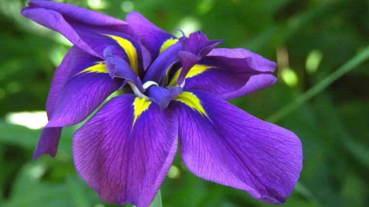 Perunika uzgoj - kako uzgajati perunike?