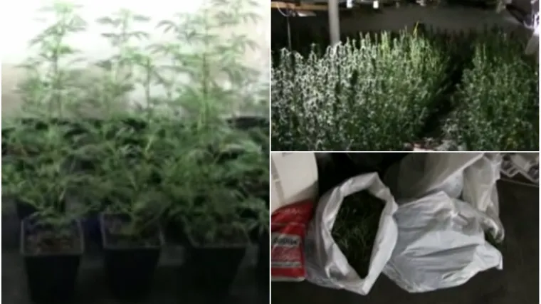 Otkrili laboratorij za uzgoj trave, vodili ga Hrvat i Srbin, u opremanje uložili čak 70.000 eura