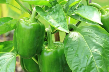 Dobri susjedi u vrtu paprika - koje biljke koriste paprici