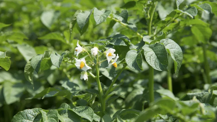 Lisne uši - nekoliko načina kako se riješiti lisnih ušiju