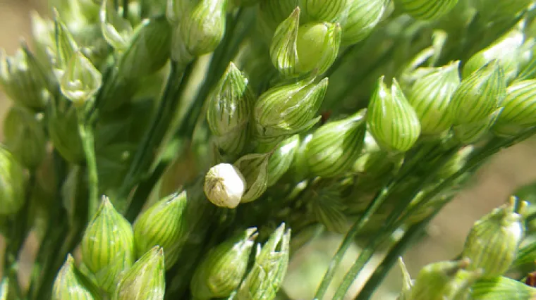 Proso biljka - 7000 godina stara ljekovita biljka