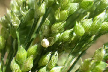 Proso biljka - 7000 godina stara ljekovita biljka