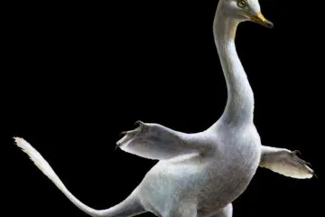 Podsjeća na mutiranog labuda iz noćnih mora