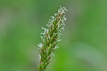 Pirika korov - korov koji je teško iskorijeniti