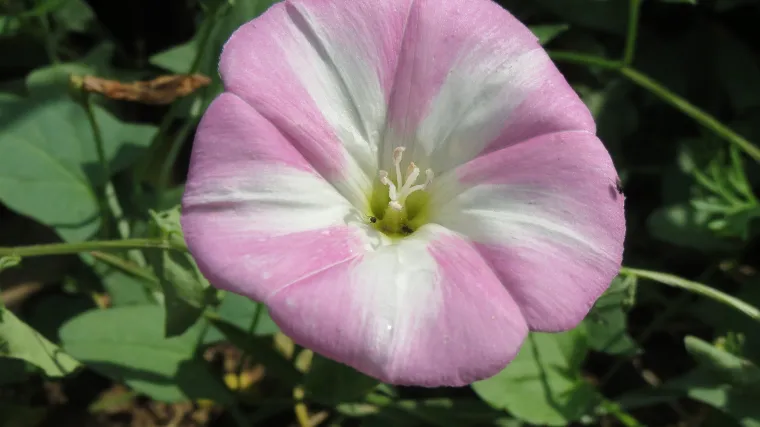 Slak korov - medonosni korov koji privlači pčele