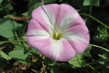 Slak korov - medonosni korov koji privlači pčele