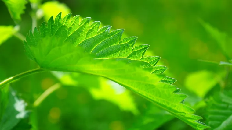 Korovi u vrtu: riješite se korova u svom vrtu