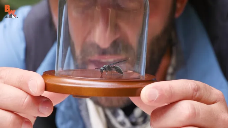 Frajer isprovocirao osu s najbolnijim ubodom da ga napadne i istog trena zažalio