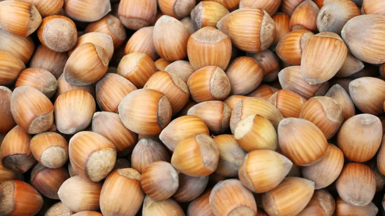 Prihrana lješnjaka - kako prihranjivati lješnjake?