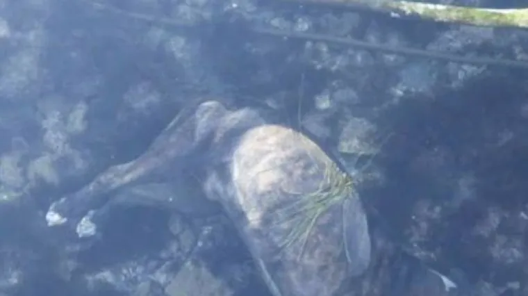 Pretužna priča o slijepom psu iz Dubrovnika: Dru&scaron;tvo objavilo informacije o njegovoj smrti