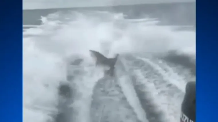 Primitivno i nehumano iživljavanje: prvo upucali morskog psa, a potom ga vukli gliserom do smrti