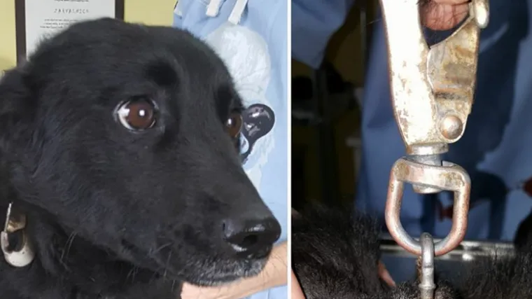 Slavonija zgrožena novim oblikom okrutnosti prema životinjama: malenoj kujici lanac urastao u vrat