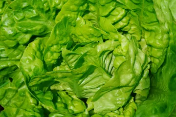 Salata Nansen: upoznajte sortu zimske salate Nansen