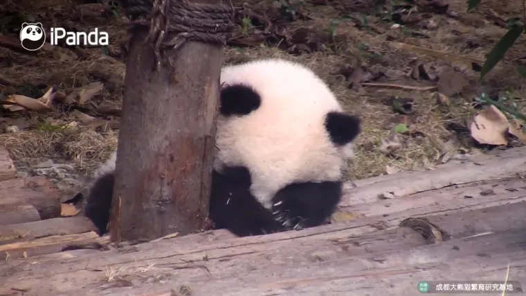 Prvo se malo prome&scaron;koljio, a onda je i &scaron;apama pokrio oči