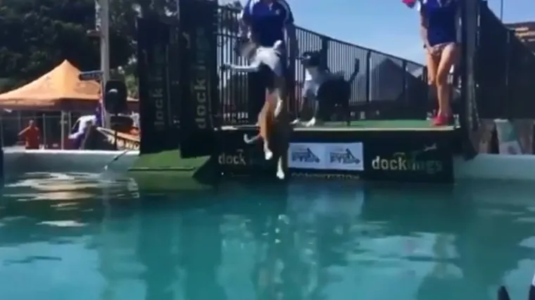 Jadničak se potpuno osramotio na velikom natjecanju Dock Dogs