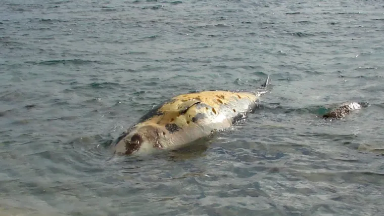 Na pelje&scaron;koj plaži pronađena le&scaron;ina velikog morskog sisavca: 'Ovakvo ne&scaron;to ovdje jo&scaron; nije viđeno'