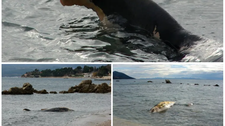 'Ogromna uginula riba pluta istočno od Orebića'