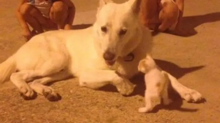 'Svi kradu, a Arči je kriv. Kriv je i Medo, makar nije ujedo': policija kaznila psa iz Trpnja koji je iz susjedove kuće navodno ukrao meso iz frižidera