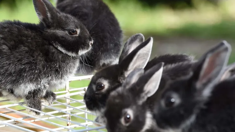 Volonteri obustavili blagdanska udomljavanja kunića: 'Ne donosite ishitrene odluke jer poklon za pod bor obično zavr&scaron;i na ulici!'