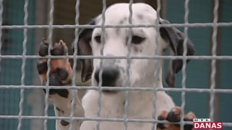 Crveni alarm u skloni&scaron;tu za nezbrinute životinje: iz Dumovca pozivaju građane da udome pse