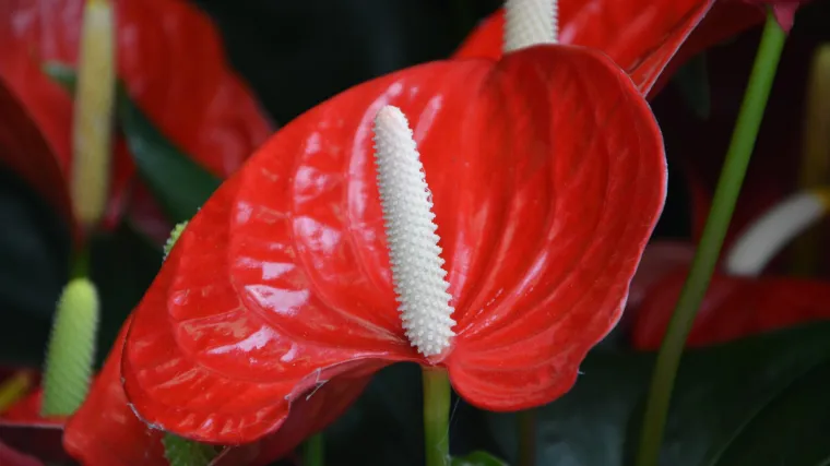 Flamingov cvijet: ukrasno sobno cvijeće iz tropskih krajeva