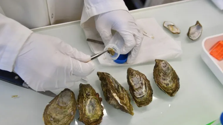 Znanstvenici pronašli plastiku u dagnjama od Arktika do Kine