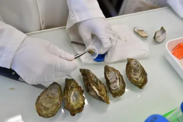 Znanstvenici pronašli plastiku u dagnjama od Arktika do Kine