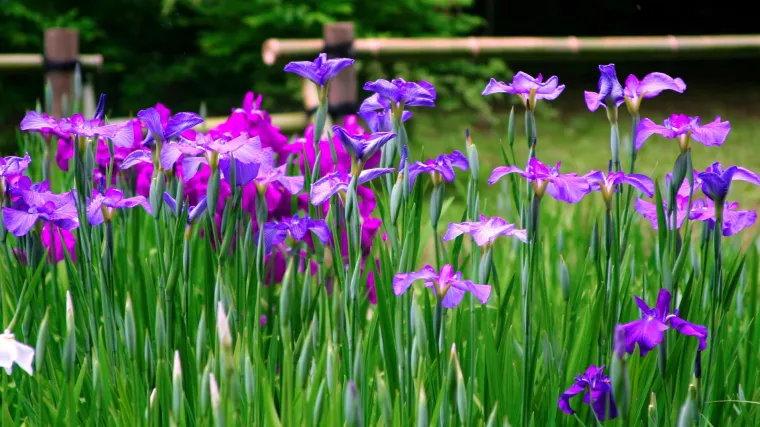 Iris ili perunika: naučite kako se uzgaja kraljevski cvijet