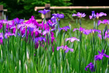 Iris ili perunika: naučite kako se uzgaja kraljevski cvijet