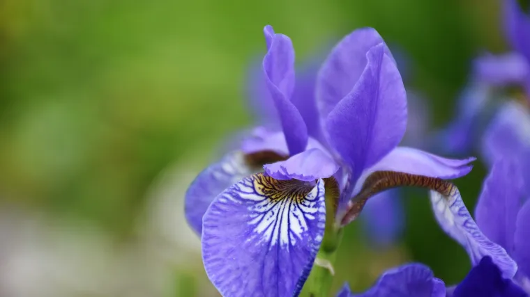 Kada se sadi iris: savjeti za sadnju, uzgoj i održavanje irisa