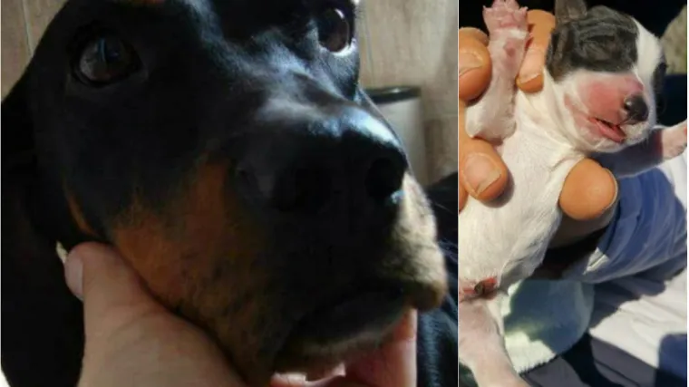 'Bacio ih je lokalni pedijatar, jo&scaron; su imali pupčane vrpce'