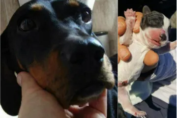 'Bacio ih je lokalni pedijatar, još su imali pupčane vrpce'