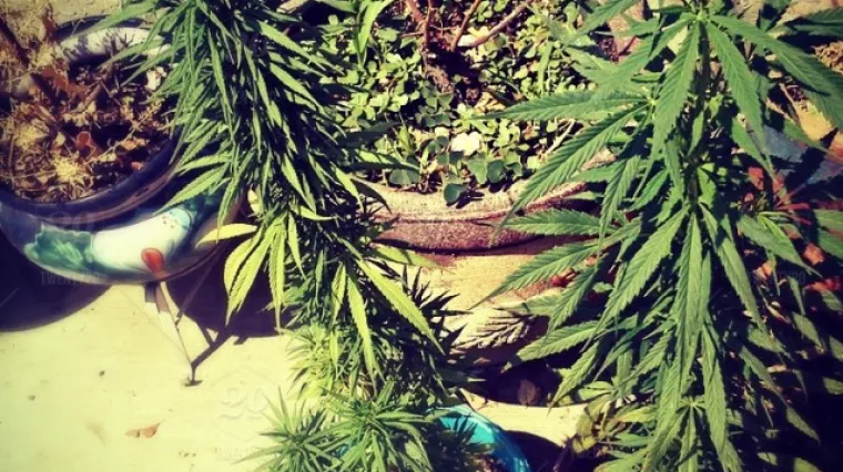 Karlovački profesor optužen zbog uzgajanja marihuane: 'Njome sam liječio nesanicu i želučane tegobe'