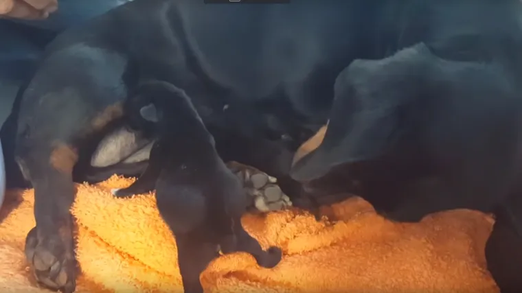 Kujica Lola ponovo sa &scaron;tencima na sigurnom: vukovarski pedijatar ih se odrekao u te&scaron;koj situaciji