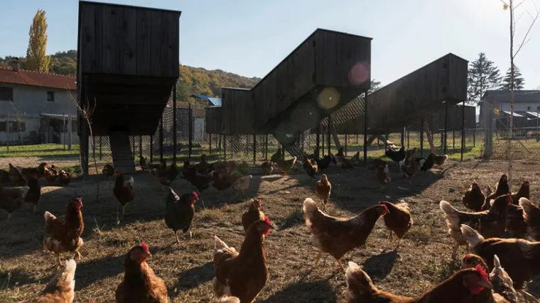 Sretne koke u Rakovom Potoku kod Samobora: bili smo u Koko&scaron;varo&scaron;i, prvom elitnom koko&scaron;injcu u Hrvatskoj!