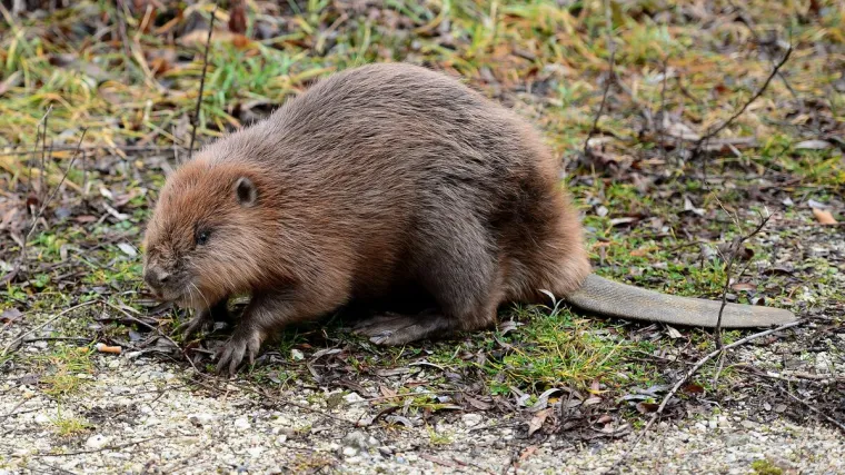 Dabar &Scaron;tefek vraćen u prirodu: pronađen onemoćao prije dva tjedna u zagrebačkom Zapruđu, izvrsno se oporavio