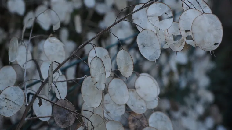 Lunaria biljka - biljka u obliku mjeseca