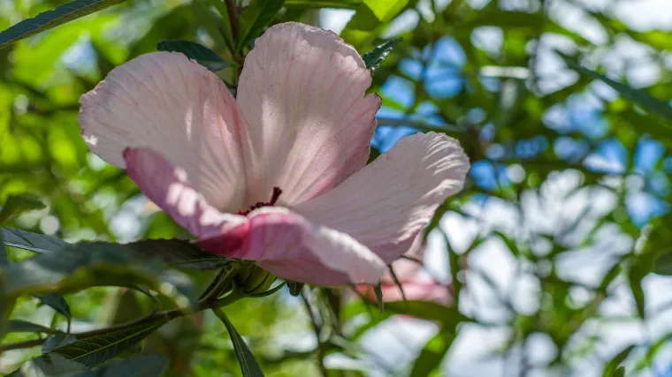 Vrtni hibiskus: uzgoj, sadnja i održavanje hibiskusa