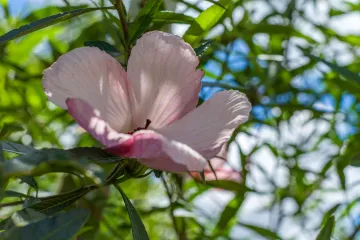 Vrtni hibiskus: uzgoj, sadnja i održavanje hibiskusa